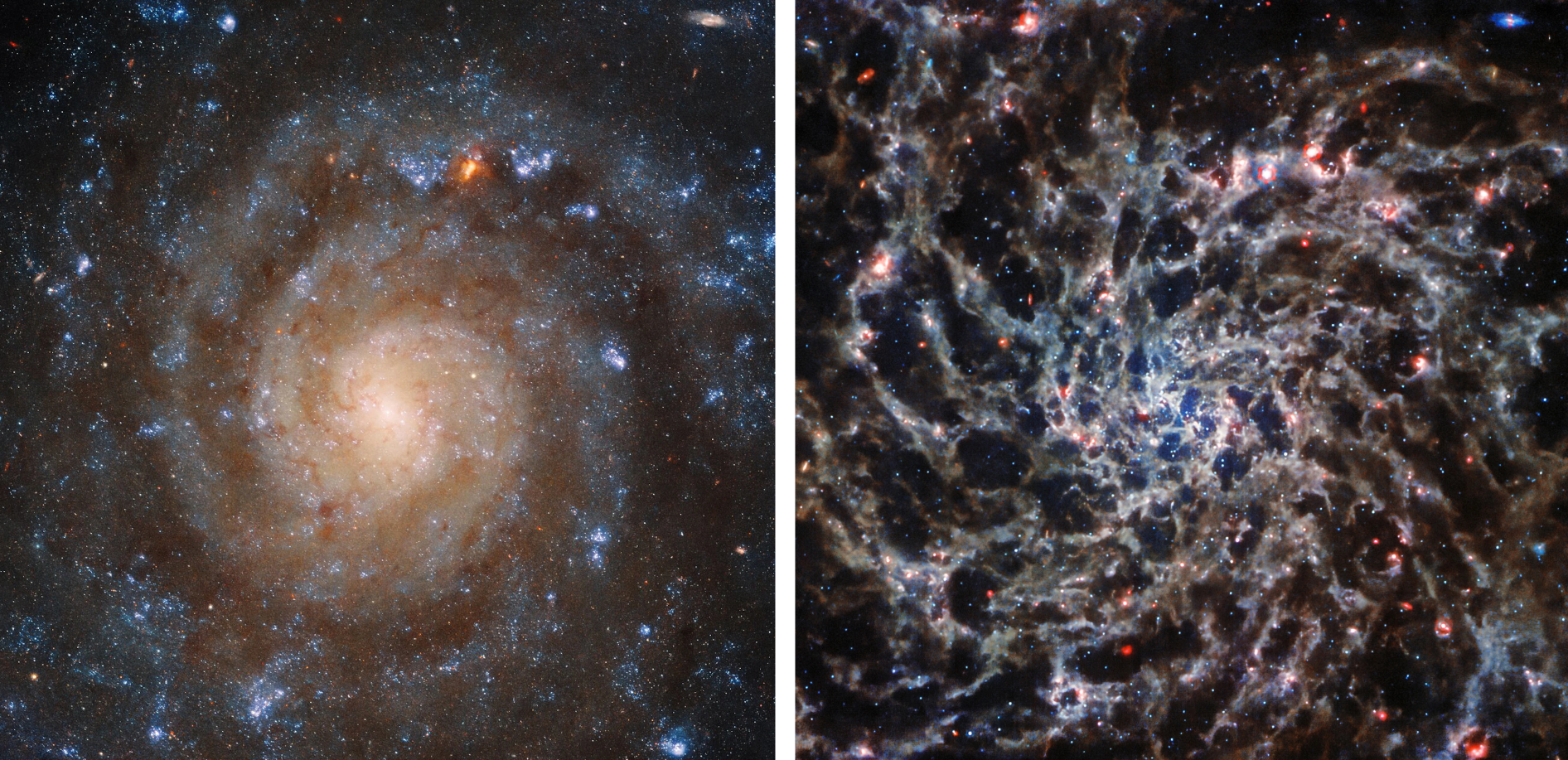 سمت چپ: ساختار مارپیچی پیچ در پیچ کهکشان IC 5332 در نور ماوراء بنفش و مرئی که توسط تلسکوپ فضایی هابل گرفته شده است آشکار می شود. به نظر می رسد مناطق تاریک و غبارآلود بازوهای مارپیچی را از هم جدا می کنند. راست: با استفاده از ابزار مادون قرمز میانی Webb (MIRI)، همان مناطق گرد و غباری دیگر تاریک نیستند. وب قادر است از میان گرد و غبار نگاه کند و "استخوان های" کهکشان را ببیند. تصویر توسط ESA/WEBB، NASA و CSA، J. LEE و تیم های PHANGS-JWST و PHANGS-HST